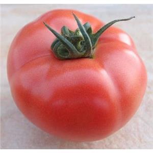Pomidor Tunelowy Malinowy HTP-11 F1 1T nas. Standard