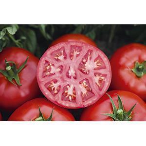 Pomidor Gruntowy Tomsk F1 Prec. 1T nas. Standard