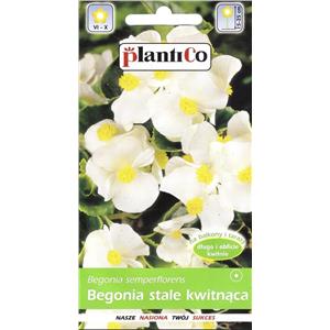 Begonia Stale Kwitnąca Biała Barbara 0,1g Standard Plantico