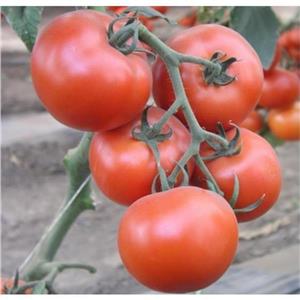 Pomidor Pod Osłony Axiom F1 500 nas. Standard Nunhems