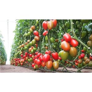 Pomidor Pod Osłony Kongo CLX37898 250 nas. Standard