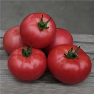 Pomidor Malinowy Zersy F1 15 nas. Standard