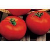 Pomidor Gruntowy Hector F1 5G Standard