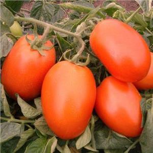 Pomidor Gruntowy Galilea F1 5T nas. Standard
