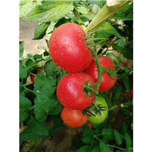 Pomidor Malinowy Gusto Pink 500nas. Standard