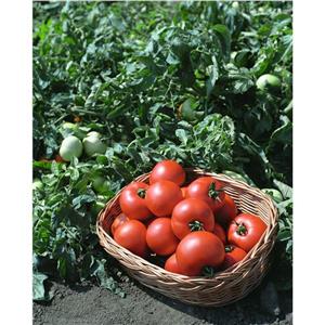 Pomidor Gruntowy Polbig F1 5g Standard