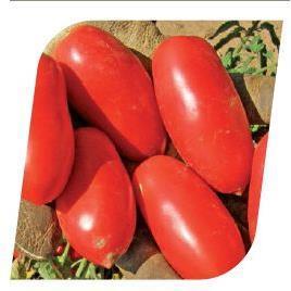 Pomidor gruntowy Docet 1 tys. nas. Standard
