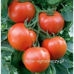 Pomidor Paronset 500 nas. Standard