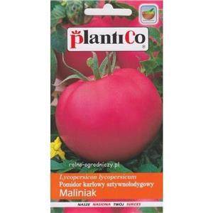 Pomidor Gruntowy Malinowy Maliniak 0,5G Standard Plantico