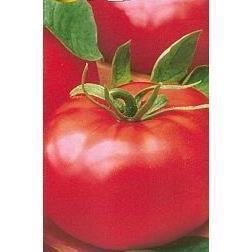 Pomidor Gruntowy Robin 500 nas. Standard
