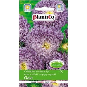 Aster Książęcy Fioletowy Gala 1g Plantico