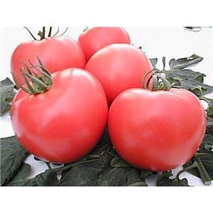 Pomidor Tunelowy Belladona 8 nas. Standard Vilmorin