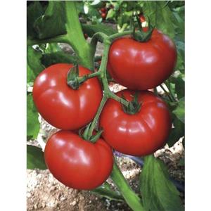 Pomidor Szklarniowy Cemilia F1 100 nas. Standard