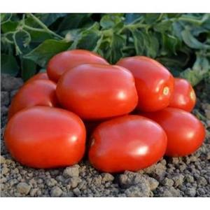 Pomidor gruntowy Zeplin F1 5T nas. Standard