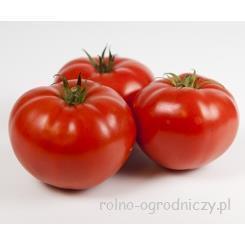 Pomidor Casania 500 nas. Standard