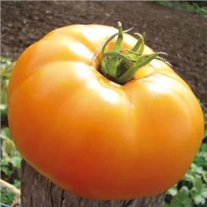 Pomidor Gruntowy Żółty Jantar 0,5g Standard Spójnia