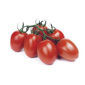 Pomidor Szklarniowy Reva F1 250 nas. Standard