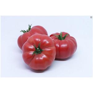 Pomidor Sonarosa 250 nas. Standard 