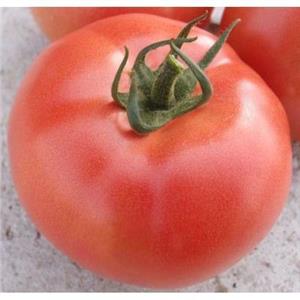 Pomidor Szklarniowy Malinowy VP2 F1 1T nas. Standard