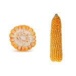 Kukurydza Konkurent 50 tys. nas. C1 FAO 230-240