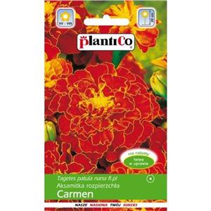 Aksamitka Rozpierzchła Carmen 1g Standard Plantico