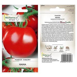 Pomidor Hana 1G Standard Werbena