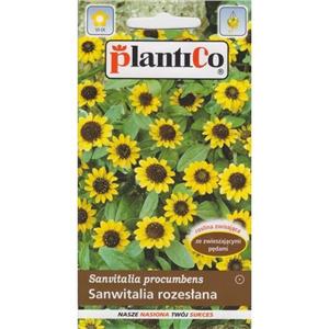 Sanwitalia Rozesłana 0,5g Plantico