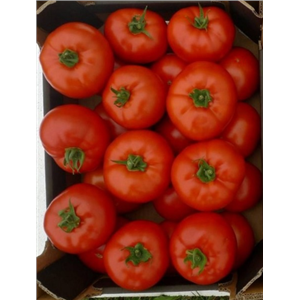 Pomidor Eurasia 250 nas. Standard