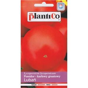 Pomidor Gruntowy Lubań 1G Standard Plantico