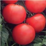 Pomidor gruntowy Debut F1 1 tys. nas.  Standard