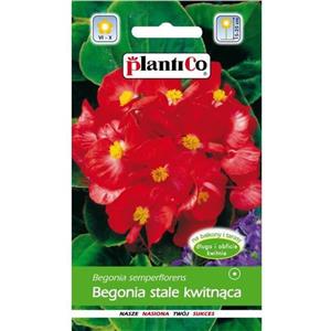 Begonia Stale Kwitnąca Czerwona Papillon Rouge 0,1g Standard Plantico