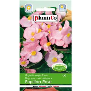 Begonia Stale Kwitnąca Różowa Papillon Rose 0,1g Standard Plantico