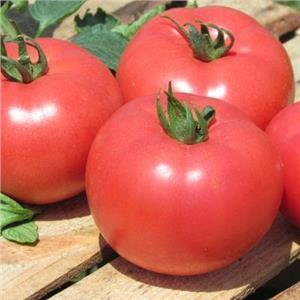 Pomidor Szklarniowy Malinowy Kwintella F1 1T nas. Standard