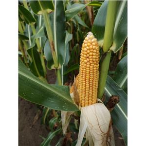 Kukurydza Rywal C1 FAO 210 50 tyś. nasion