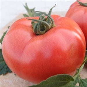 Pomidor Szklarniowy Malinowy V404 F1 250 nas. Standard
