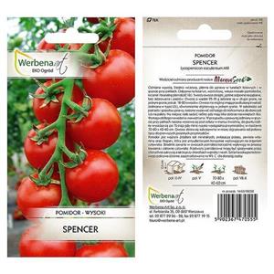 Pomidor Spencer 0,5G Standard Werbena