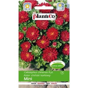 Aster Karłowy Mini Czerwony 1g Plantico