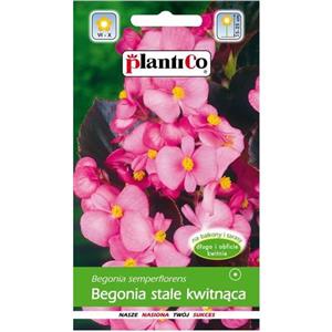 Begonia Stale Kwitnąca Różowa Carmen 0,1g Standard Plantico