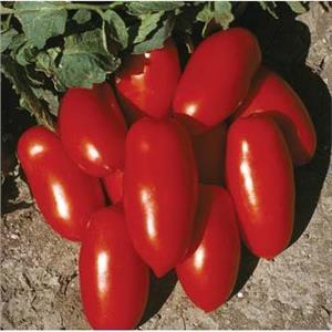 Pomidor Gruntowy Incas F1 1T nas.  Standard