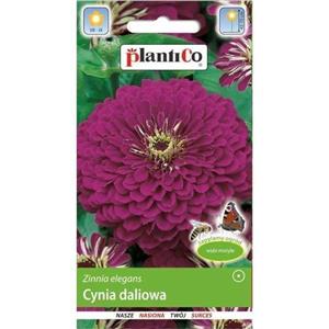 Cynia Daliowa Fioletowa 1g Plantico 