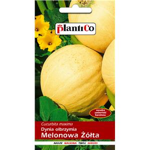 Dynia Olbrzymia Melonowa Żółta 5G Standard Plantico