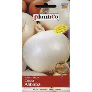 Cebula Biała Alibaba 5G Standard Plantico