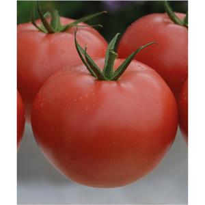 Pomidor Malinowy Pod Osłony Polorosa F1 1 tys. nas. Standard Legutko