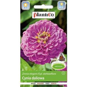 Cynia Daliowa Lawendowa 1g Plantico