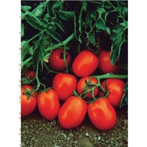 Pomidor Gruntowy Chibli 2,5 tys. nas. Standard