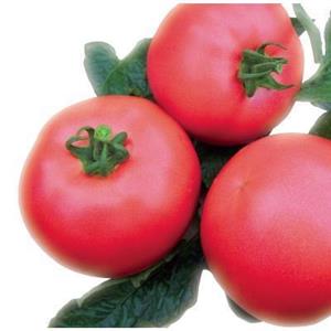 Pomidor Szklarniowy Malinowy VP1 F1 1T nas. Standard