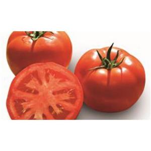 Pomidor Tunelowy Tsarine F1 500 nas. Standard