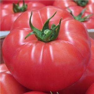 Pomidor Szklarniowy Malinowy Rapanui F1 100 nas. Standard