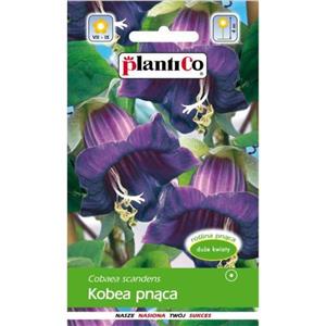 Kobea Pnąca Fioletowa 0,3g Plantico