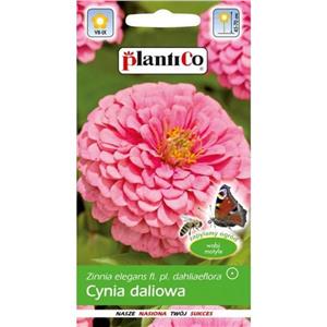 Cynia Daliowa Różowa 1g Plantico